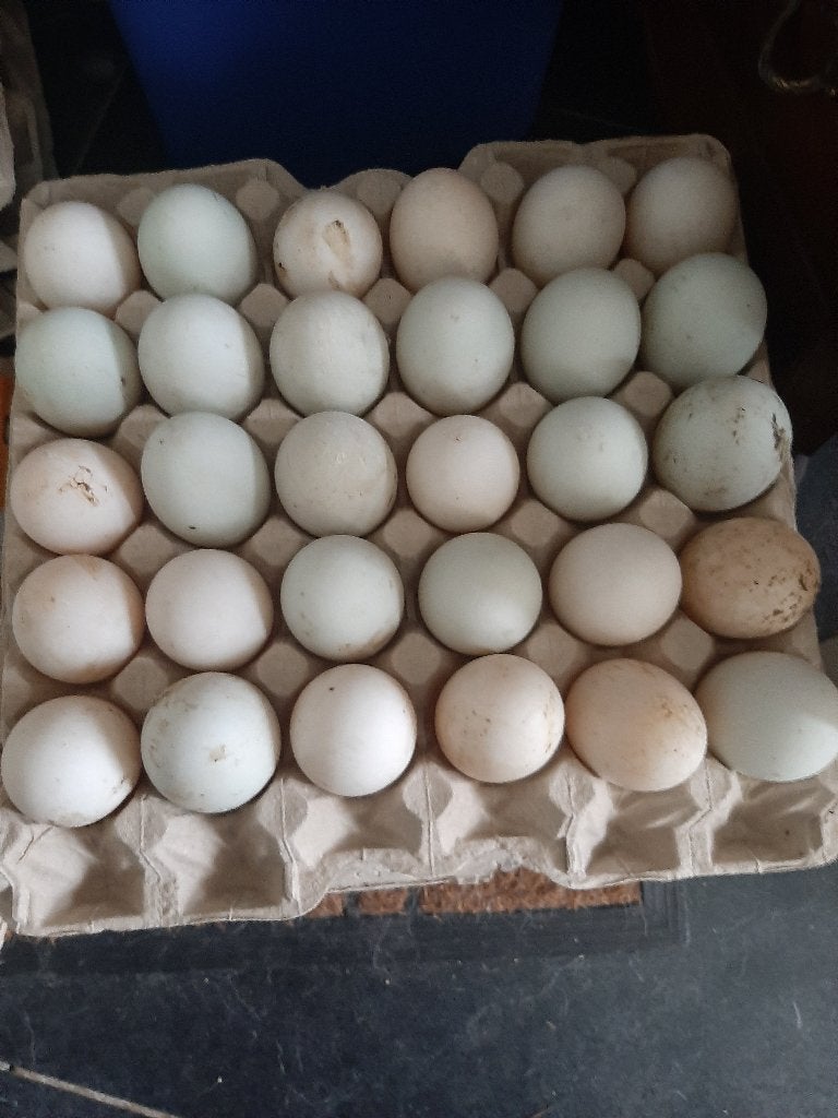 Verse eendeneieren. 4 euro per 10 eieren., Dieren en Toebehoren, Meerdere dieren, Eend