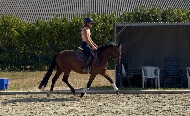 Zeer gave 3,5 jarige new forest D pony ruin, Met stamboom, Ruin, Dressuurpony, Zadelmak