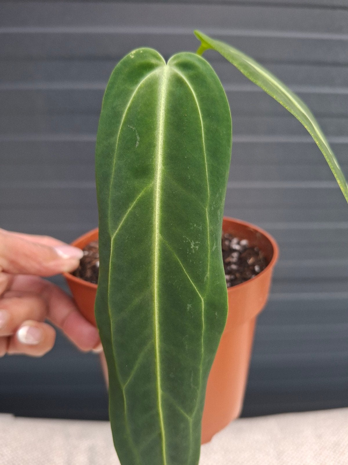 Anthurium Warocqueanum - Queen Anthurium, Huis en Inrichting, Kamerplanten, Ophalen, Halfschaduw, Minder dan 100 cm
