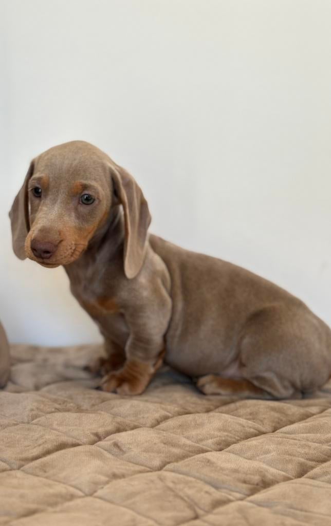 Schattige dwergteckel pups  – dwerg teckel, Parvo, 8 tot 15 weken, Korthaar, Dwerg