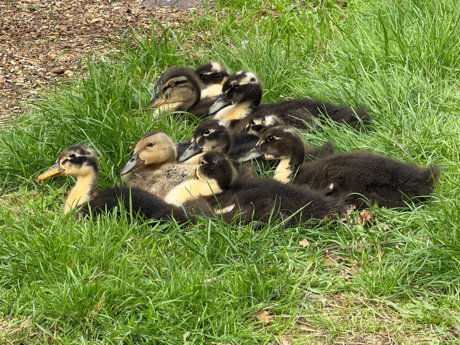 jonge eendjes, Meerdere dieren, Eend