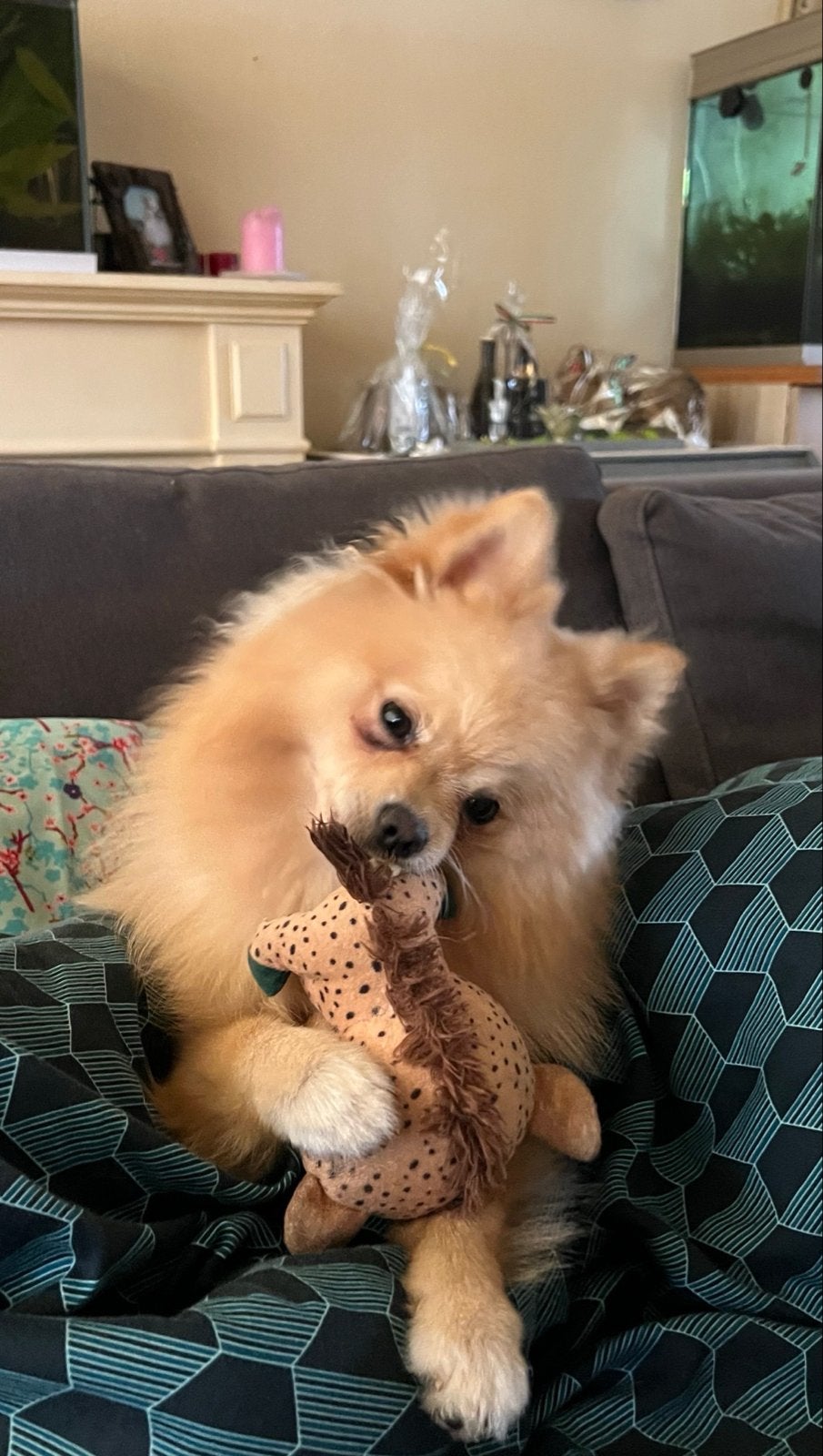 Pomeriaan reu 8 mnd, Dieren en Toebehoren, 15 weken tot 1 jaar, Eén hond, CDV (hondenziekte), Nederland