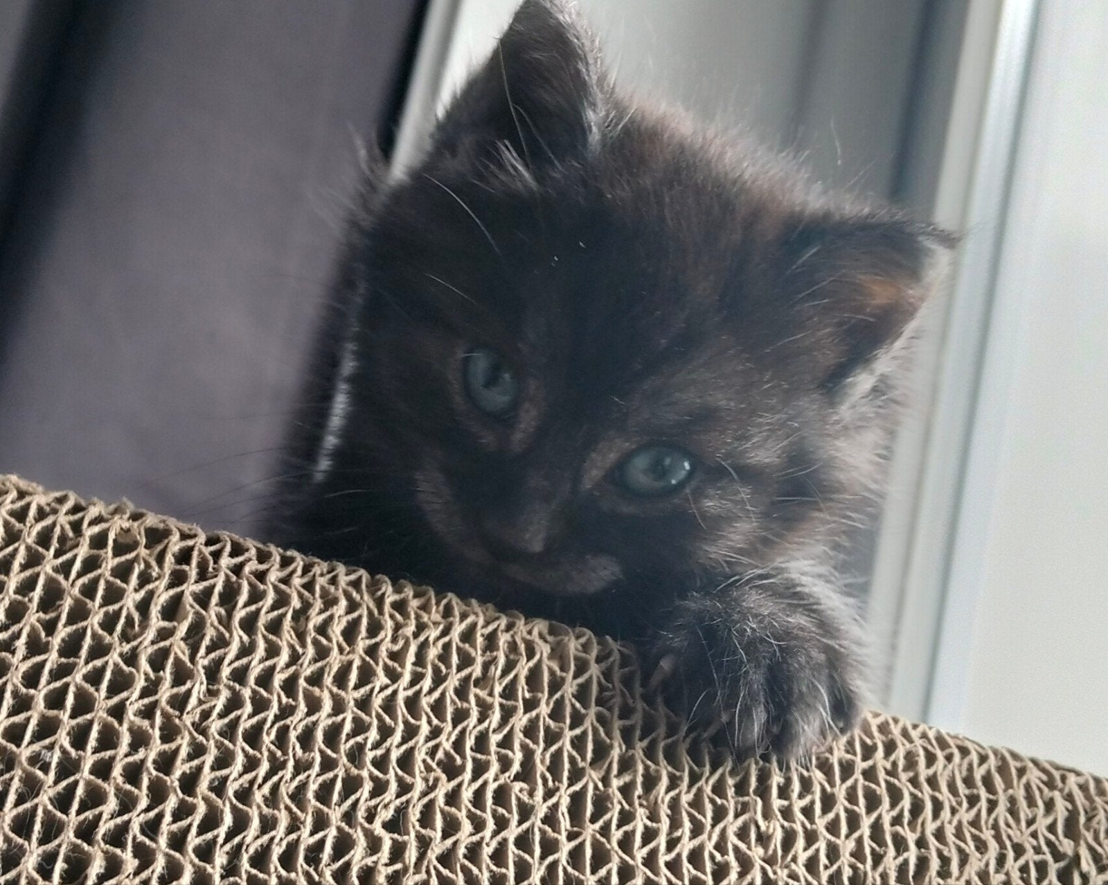 Kitten, Ophalen, Zo goed als nieuw