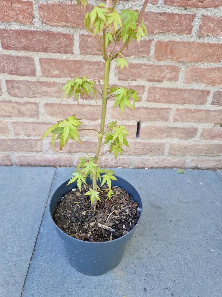 Planten, Ophalen, Minder dan 100 cm, Overige soorten