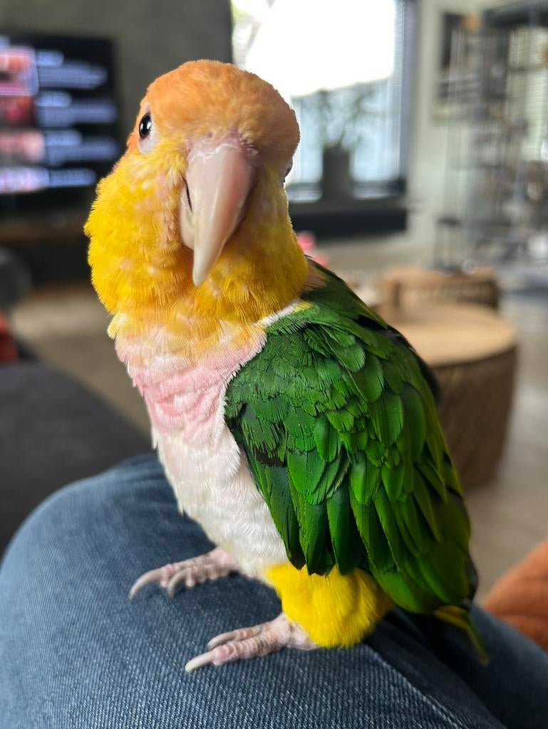 Caique papagaai incl kooi, Dieren en Toebehoren, Ophalen, Zo goed als nieuw