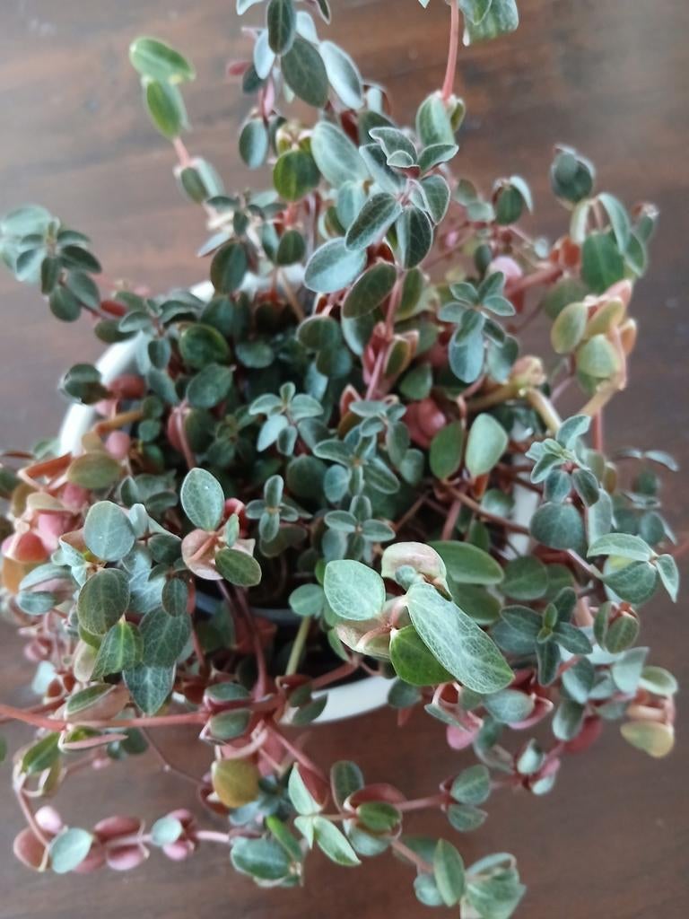 Peperomia, Huis en Inrichting, Kamerplanten, Ophalen, Halfschaduw, Minder dan 100 cm