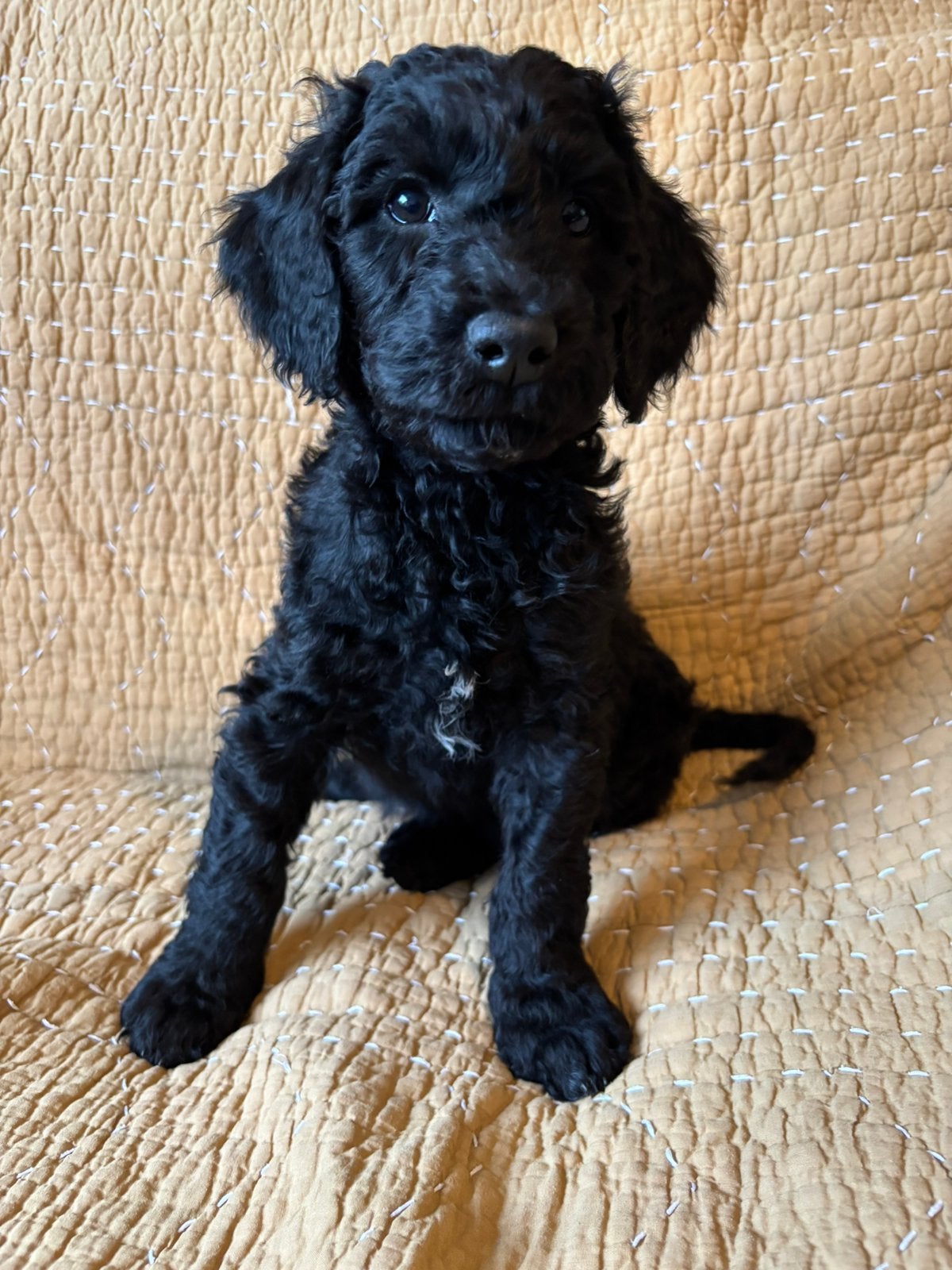 Australian labradoodles prachtige reutjes beschikbaar, 8 tot 15 weken, Parvo, Meerdere, Meerdere dieren