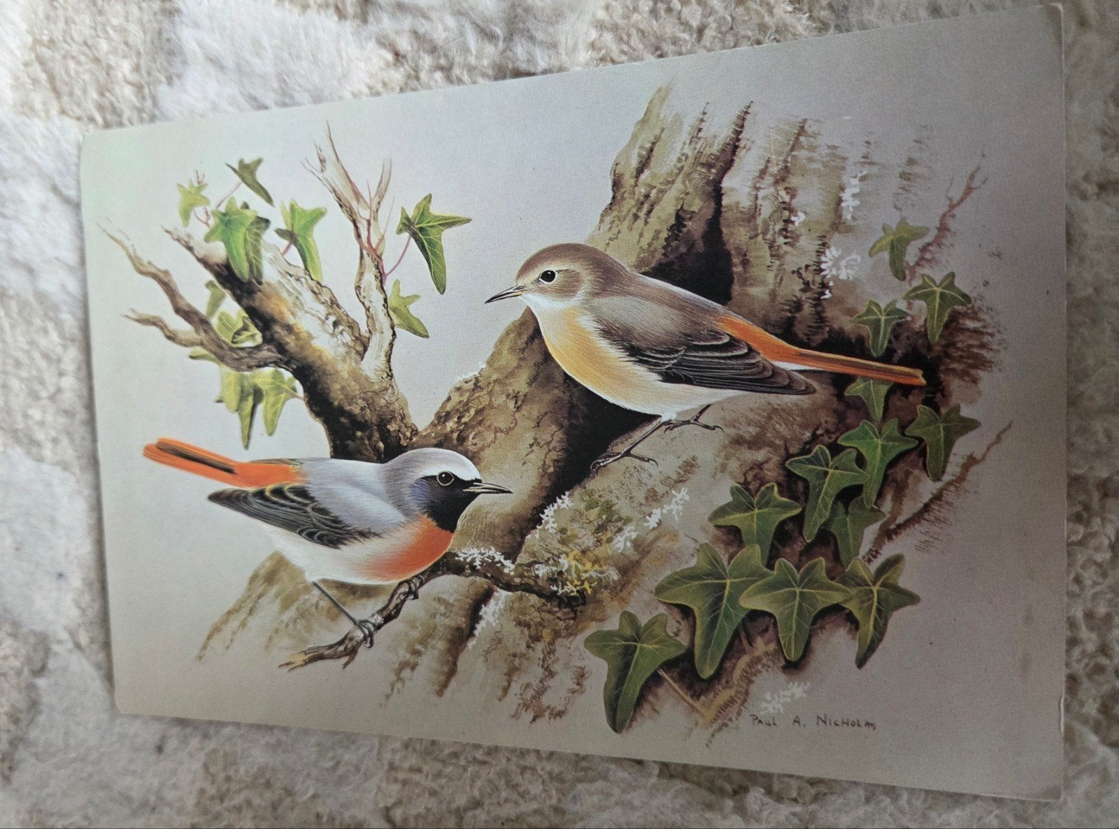 Vintage Ansichtkaart Roodstaart Vogels Paul A. Nicholas, Verzenden, 1960 tot 1980, Ongelopen, Vogel