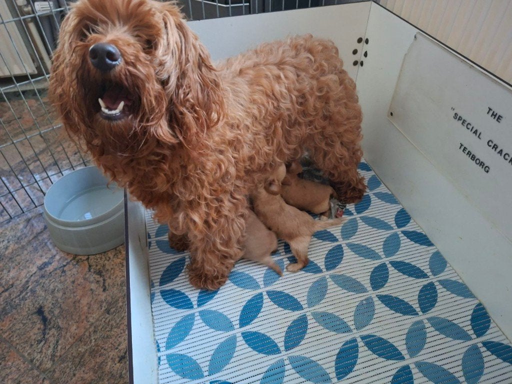 Mini cavapoo 7 puppen geboren, Dieren en Toebehoren, Overige rassen, 8 tot 15 weken, Parvo, Meerdere