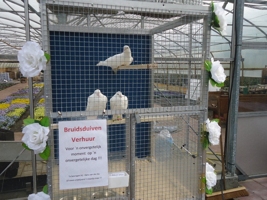 Bruidsduiven te huur, Meerdere dieren, Postduif