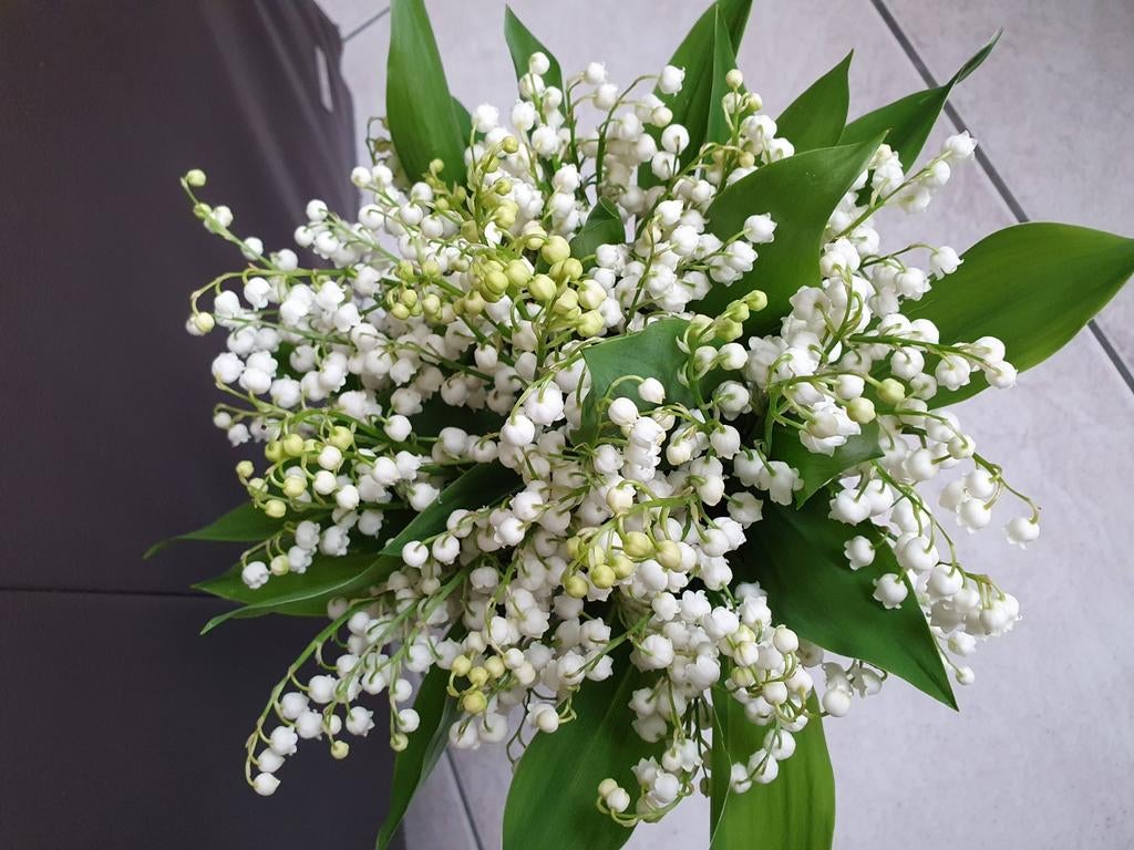 Lelietjes van Dalen plant, Ophalen, Overige soorten, Halfschaduw