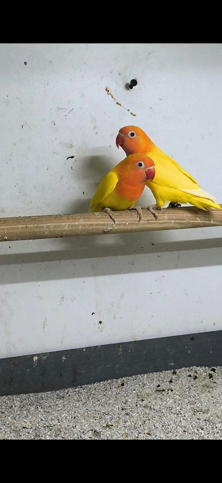 Fischeri lutino split opaline, Dieren en Toebehoren, Meerdere dieren, Dwergpapegaai of Agapornis