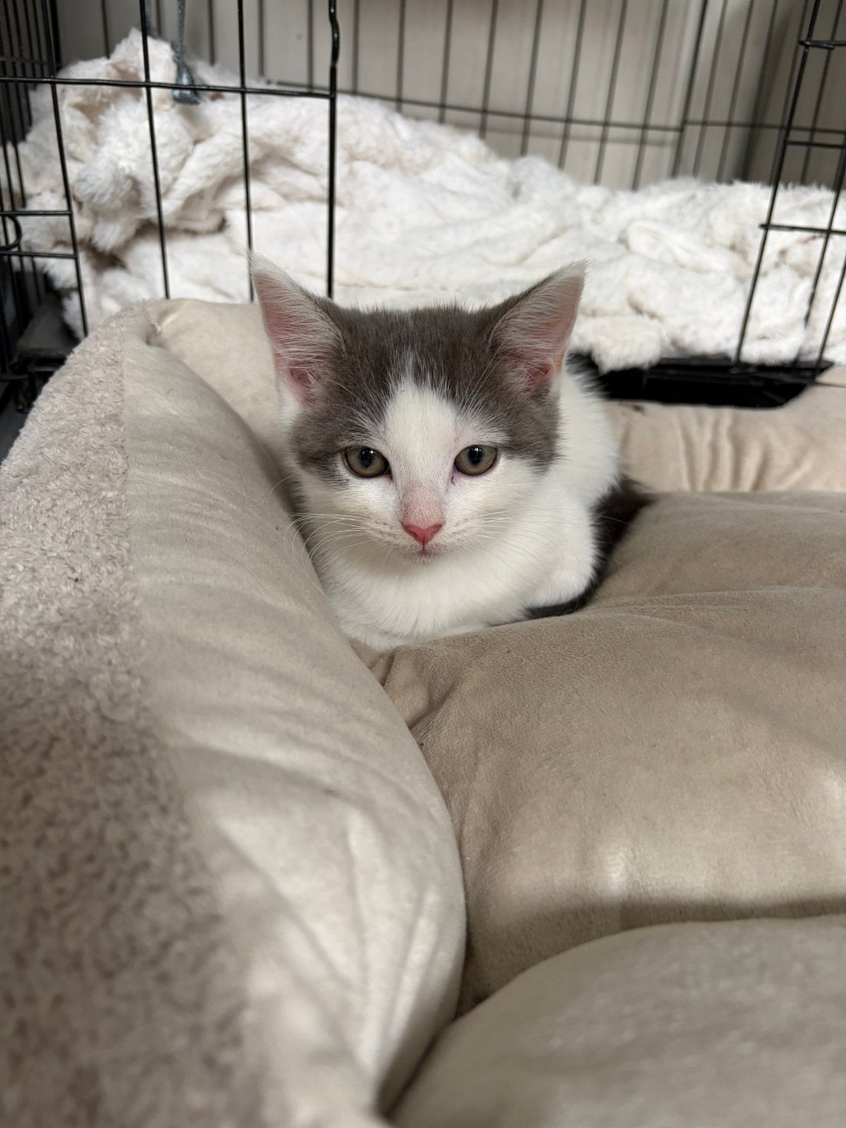Kittens