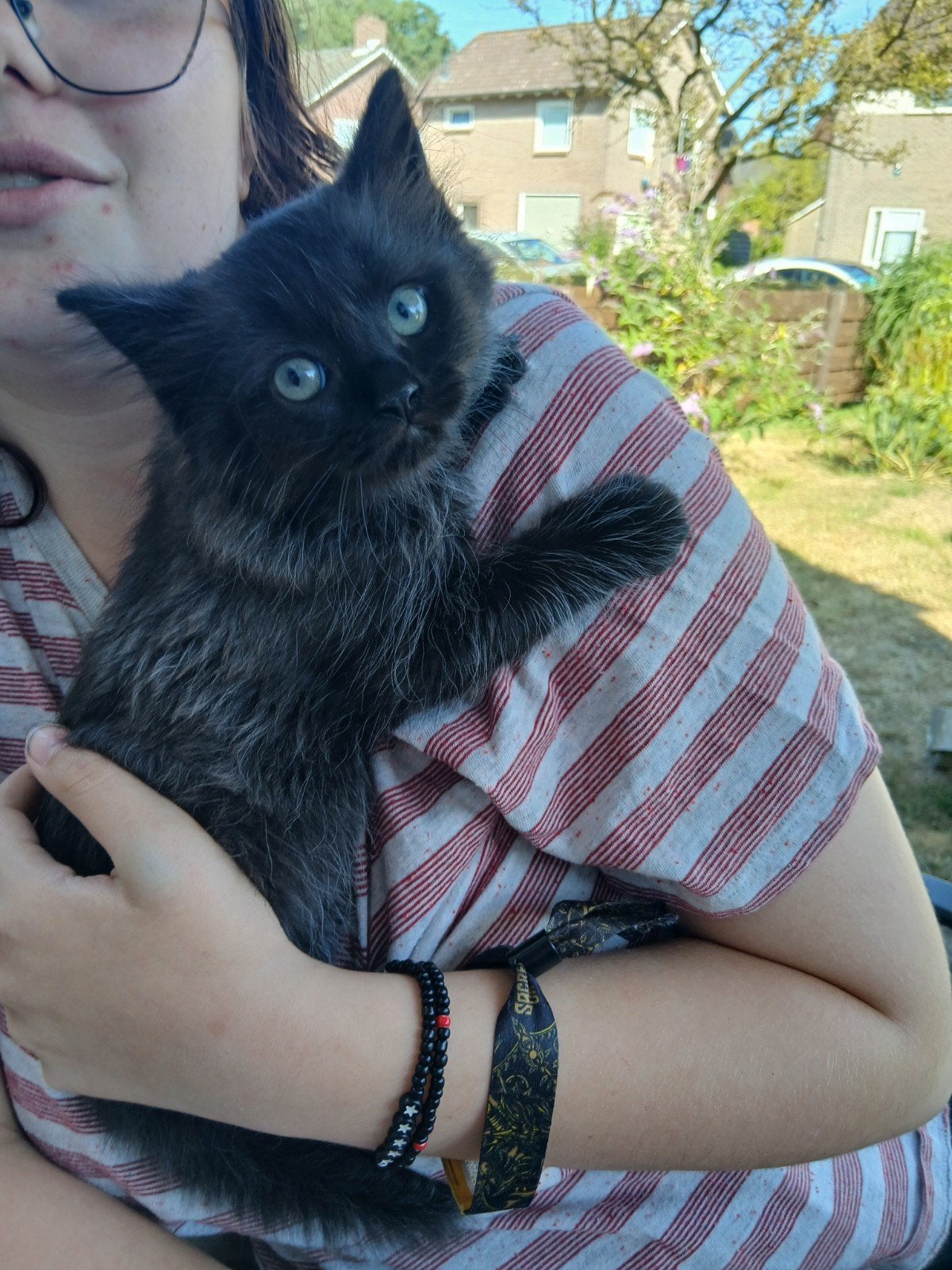 maincoon x noorse boskat, Dieren en Toebehoren, 0 tot 2 jaar