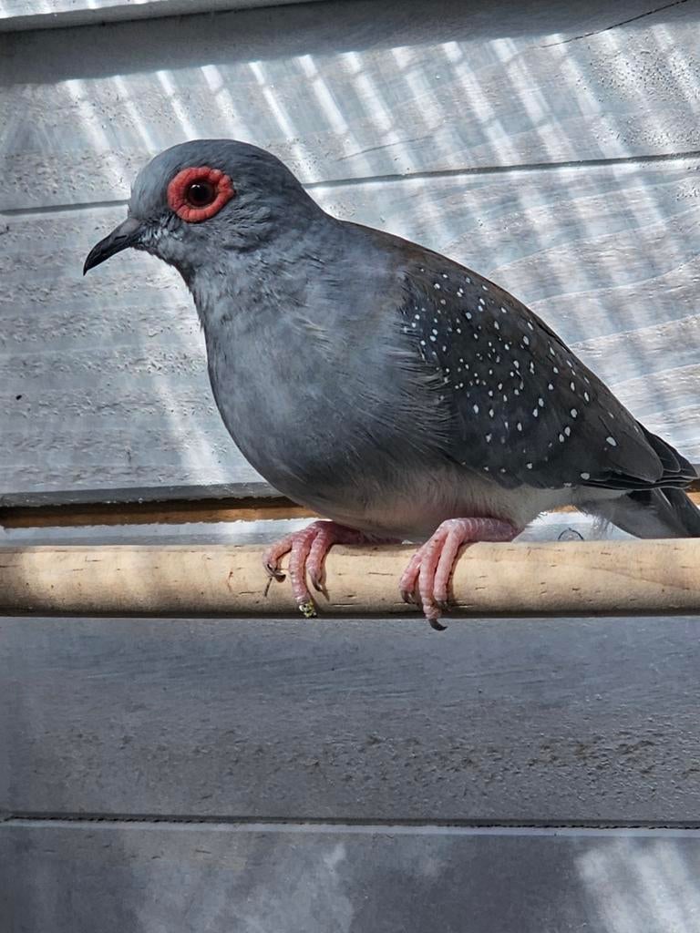 Diamantduif man, Dieren en Toebehoren, Vogels | Duiven, Mannelijk, Overige soorten