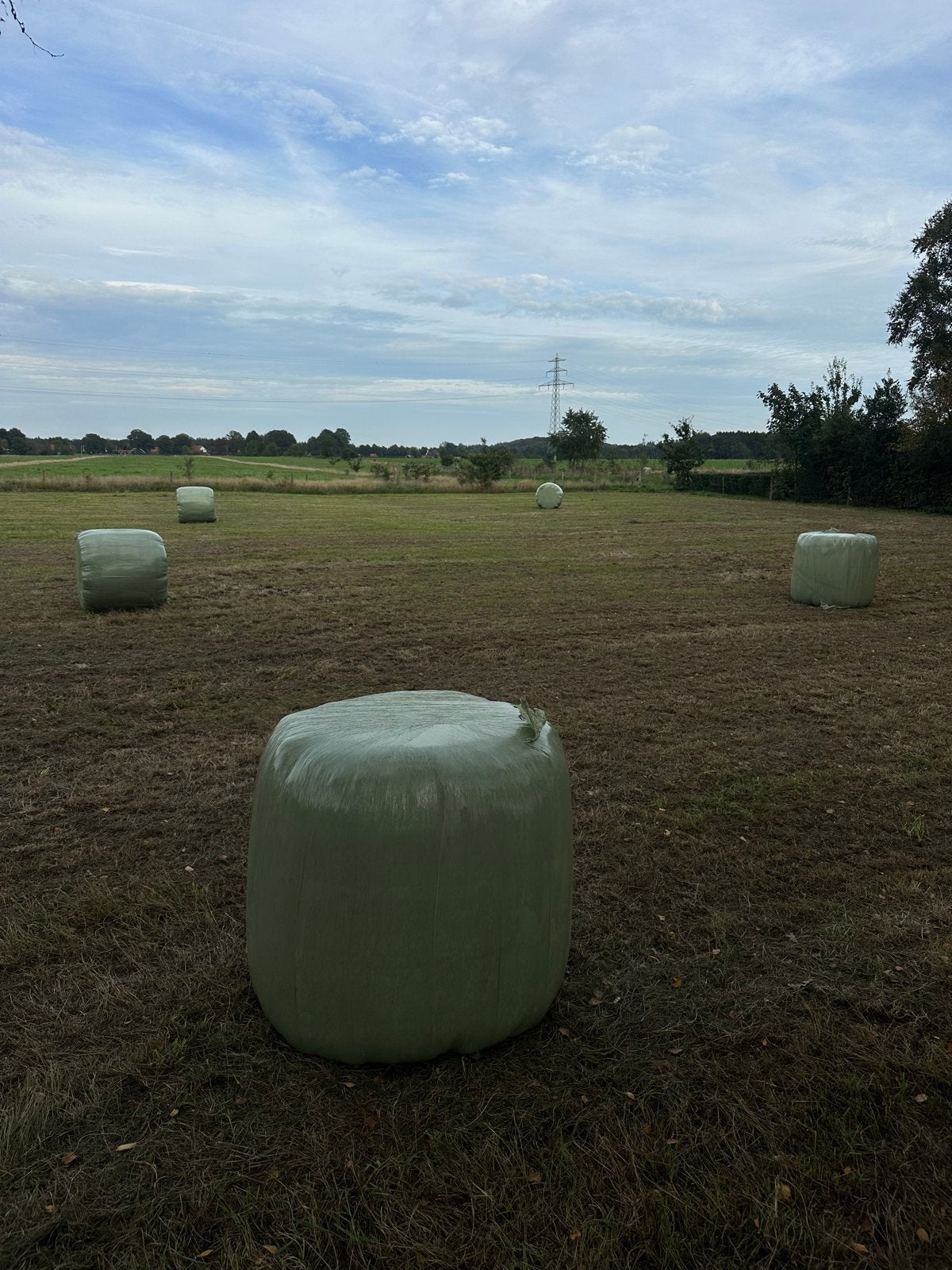 Mini baaltjes te koop, Dieren en Toebehoren, Ophalen of Verzenden