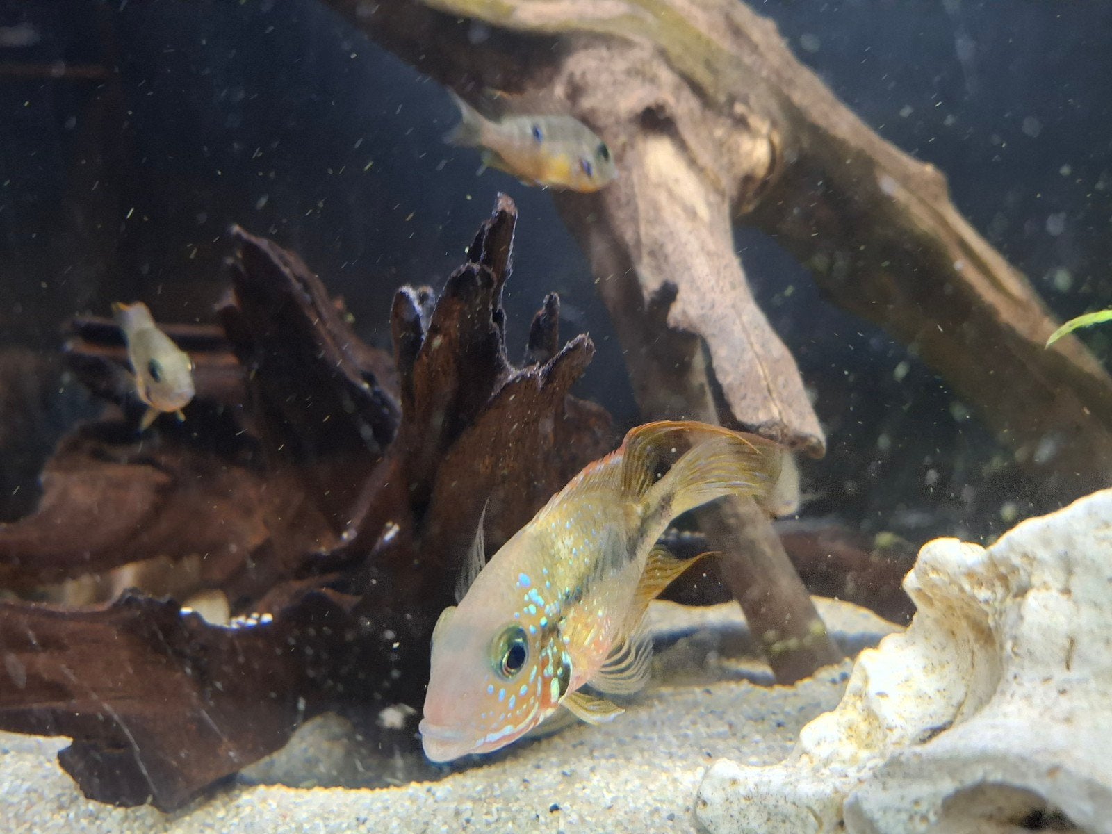 Cichliden Thorichthys maculipinnis, Vis