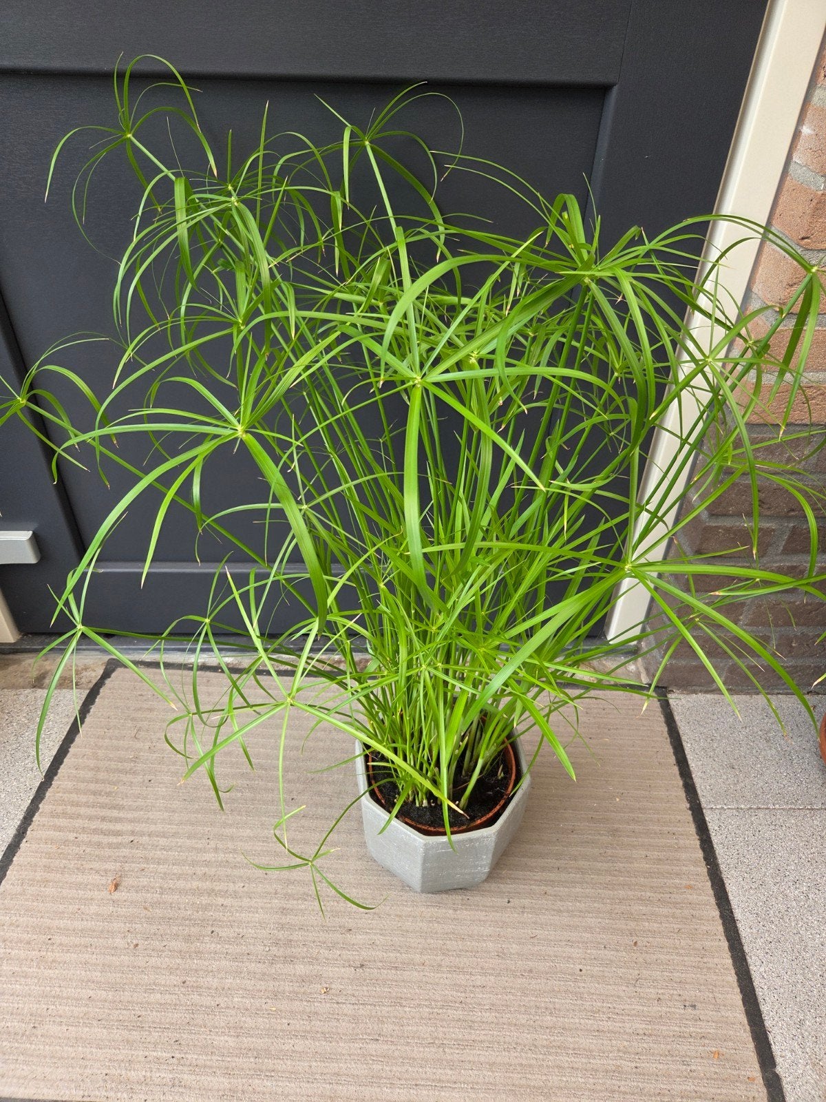 Grote Parapluplant Cyperus Alternifolius, Ophalen, Overige soorten, Volle zon