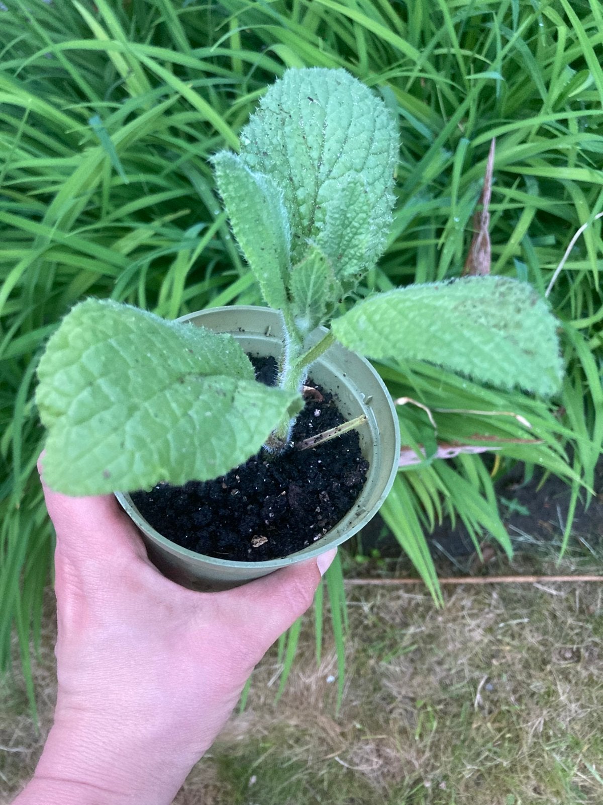 Komkommerkruid plantjes, Ophalen, Eenjarig, Groenteplanten, Volle zon