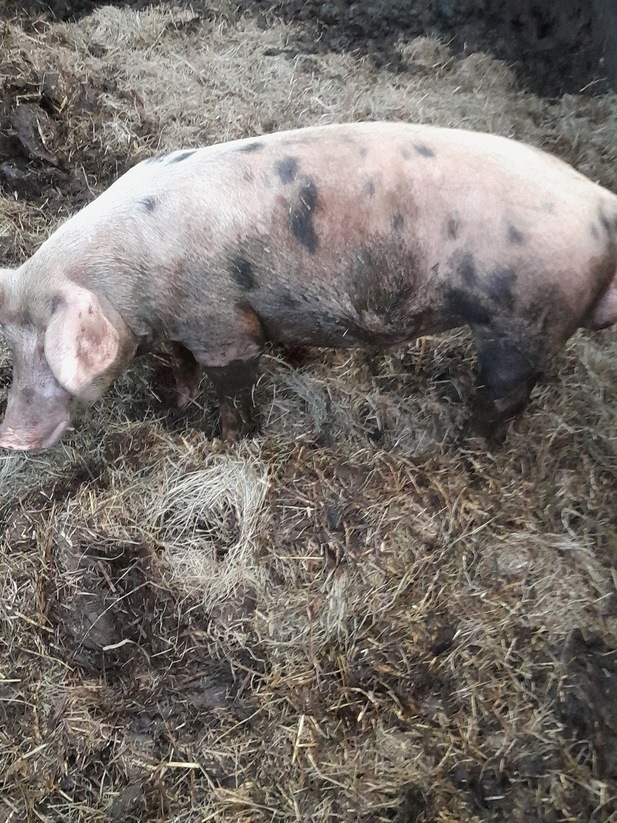 3 bentheimer  duroc dekbeertjes, Mannelijk, Varken