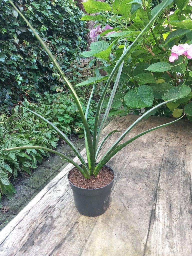 leuke, gezonde sprietige plant, sanseveria, bladlengte 40 cm, Huis en Inrichting, Kamerplanten, Ophalen of Verzenden, Halfschaduw