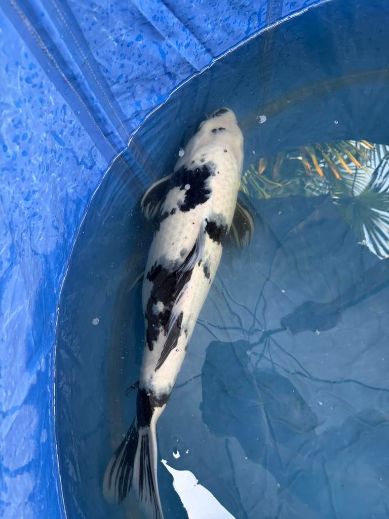 Japanse Shirp utsuri van ongeveer 50cm te koop, Dieren en Toebehoren, Vissen | Vijvervissen, Karper of Koi