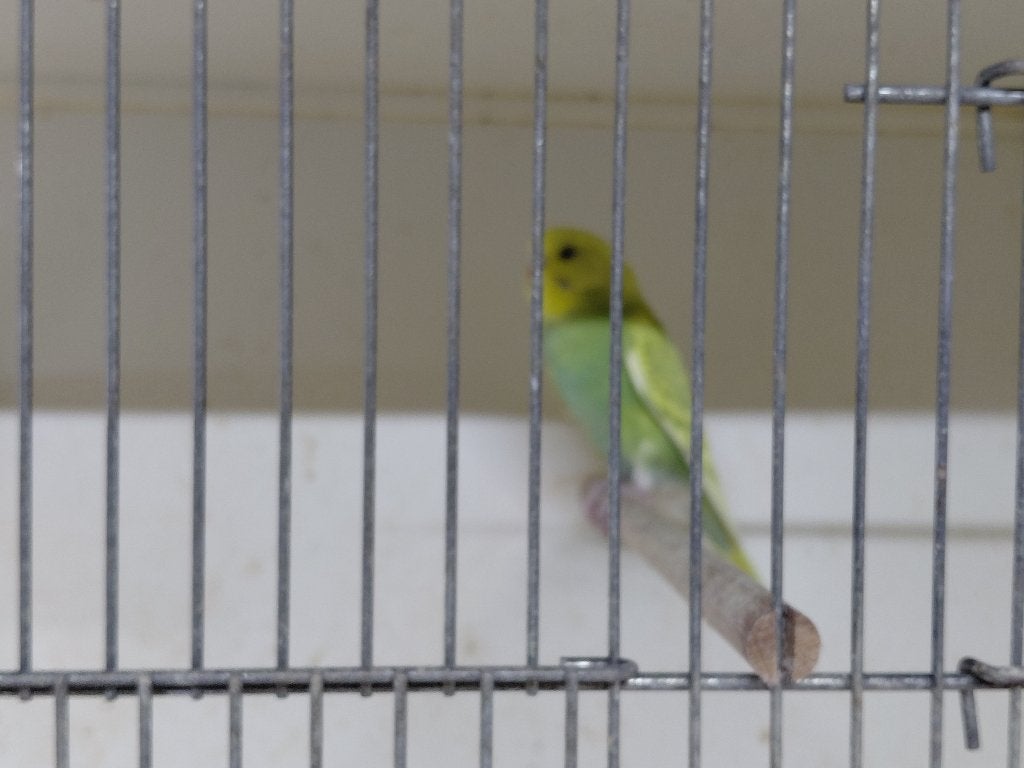 Jonge grasparkiet, Dieren en Toebehoren, Meerdere dieren, Parkiet