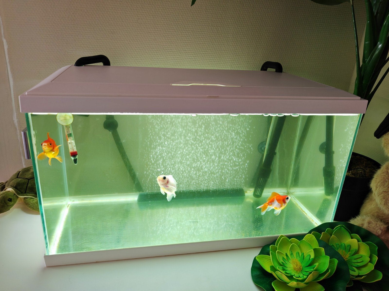 Compleet aquarium 60x30x33, Dieren en Toebehoren, Vissen | Aquaria en Toebehoren, Ophalen, Zo goed als nieuw, Gevuld zoetwateraquarium