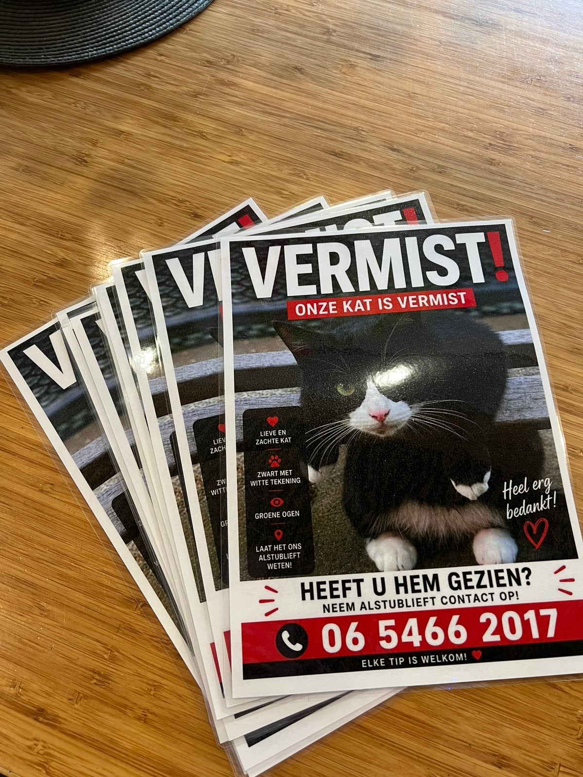 Poes vermist! Omgeving Den Ham, Dieren en Toebehoren, Kat