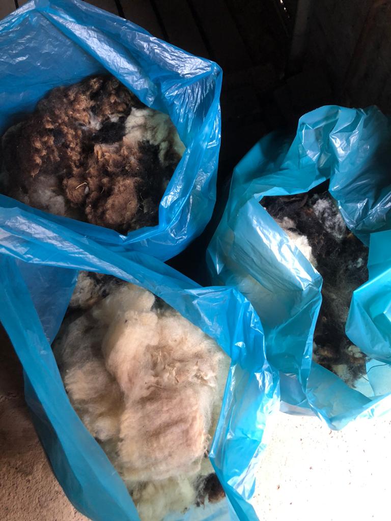 Bonte schapen wol, 3 zakken., Dieren en Toebehoren, Vrouwelijk, Schaap