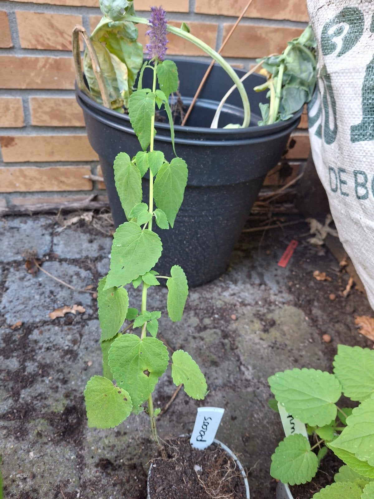 Dropplant paars, Ophalen of Verzenden, Overige soorten, Volle zon