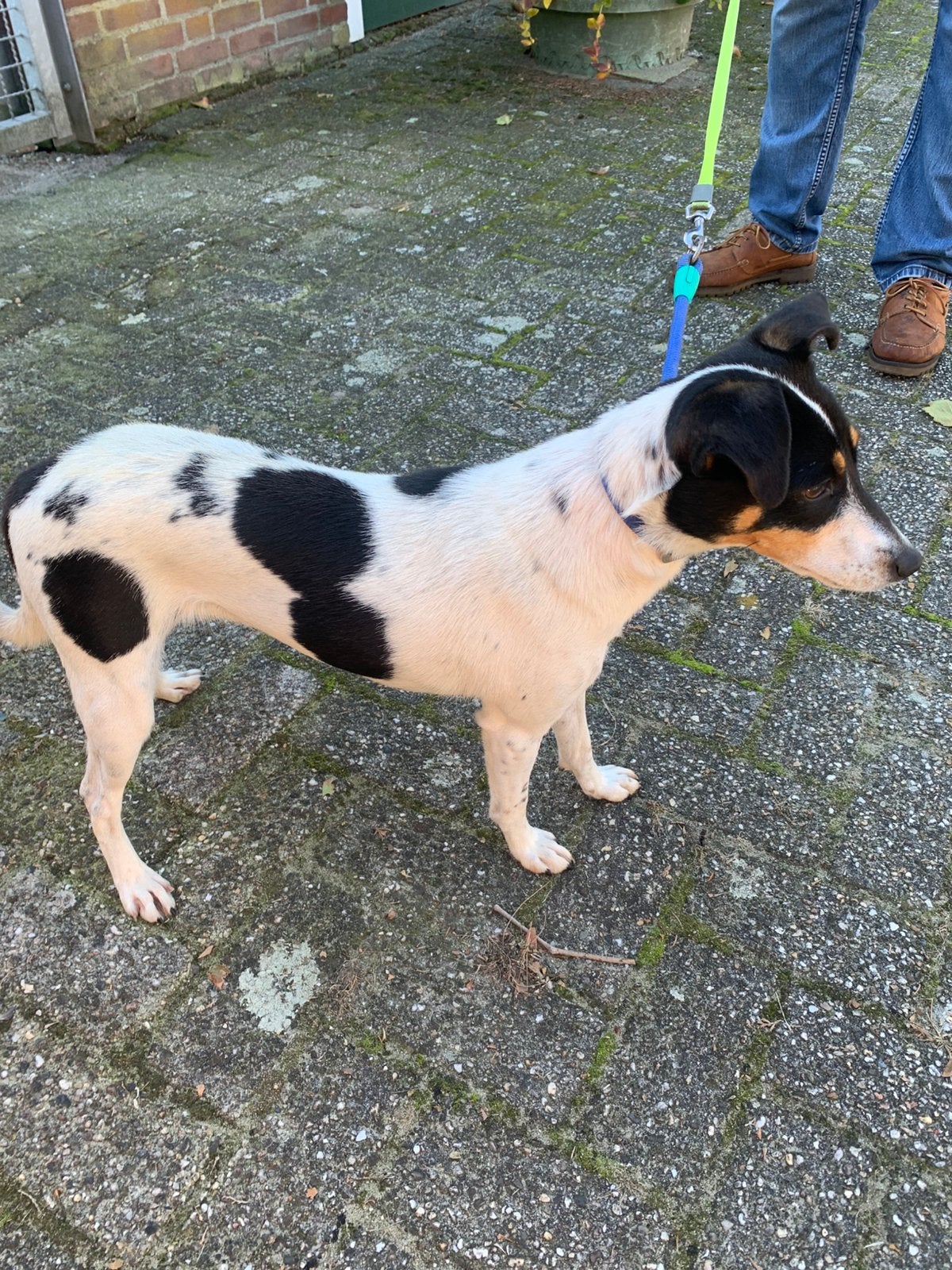 Boerenfox, Dieren en Toebehoren, CDV (hondenziekte), Jack Russell Terriër, Teef, Eén hond
