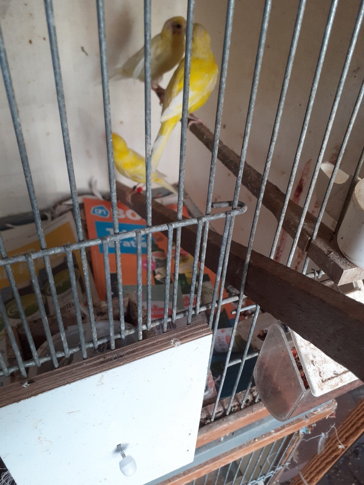 3rasa dwerg kanarie.s  1 man 2 poppen  geringd 2025, Dieren en Toebehoren, Mannelijk, Kleurkanarie