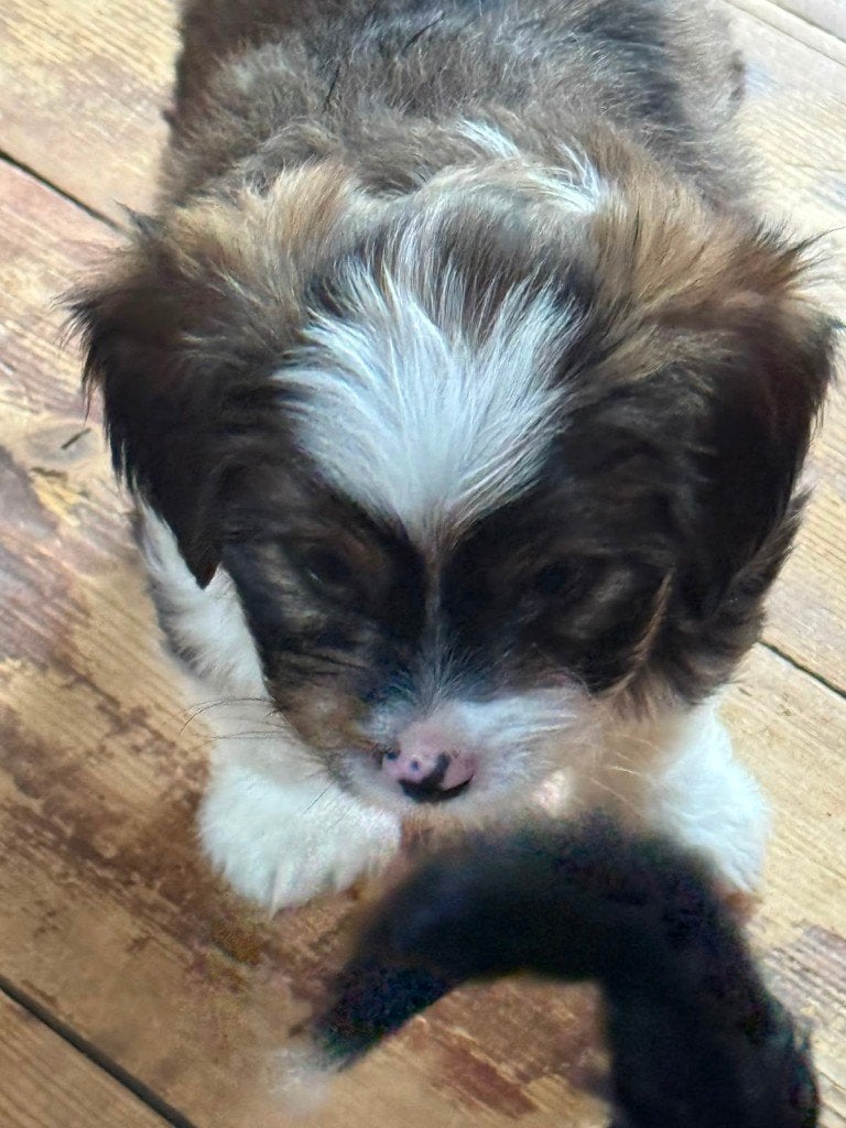 Malthezer pups te koop, Parvo, 8 tot 15 weken, Meerdere, Meerdere dieren