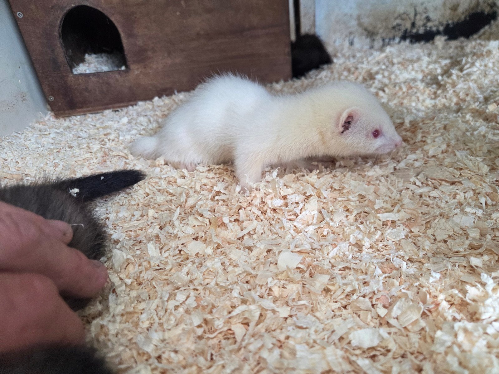 Lieve fretten pups te koop, Dieren en Toebehoren, Overige Dieren, Mei, Meerdere dieren