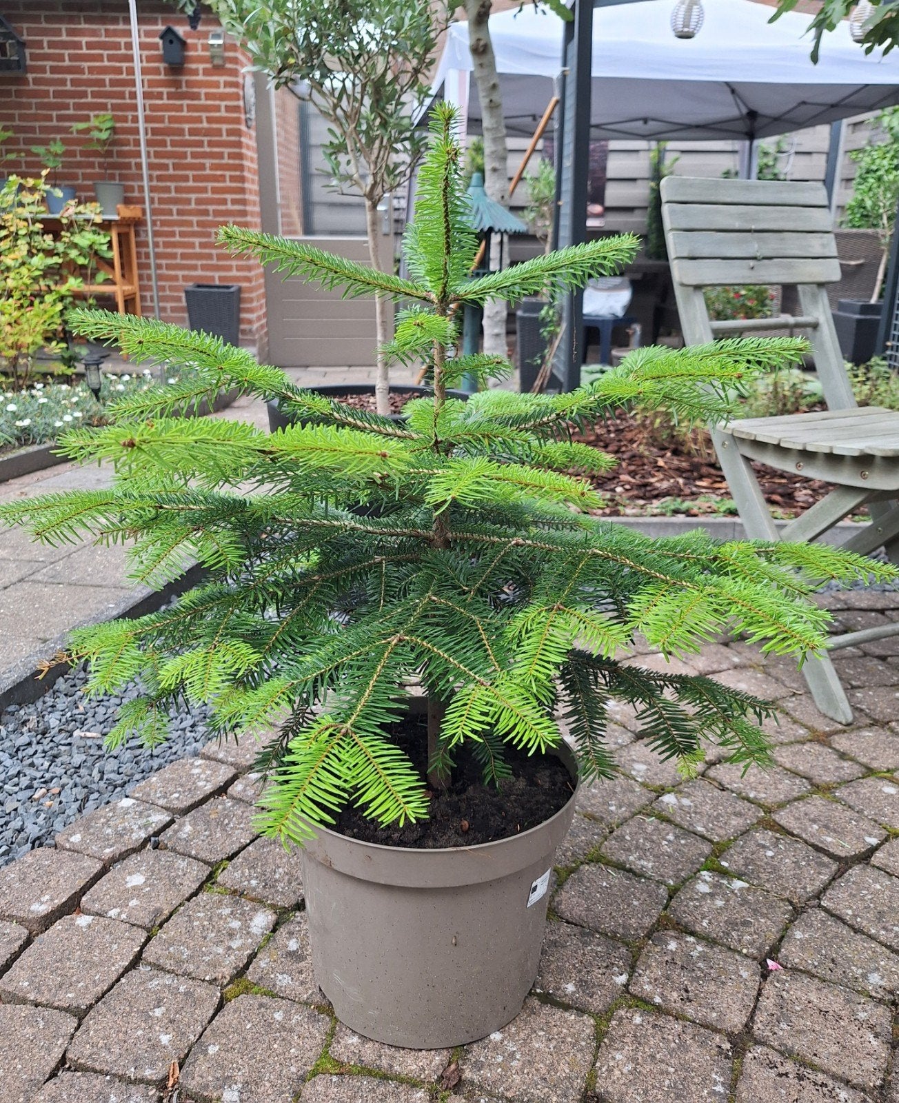 Jonge nordmann spar van 70 cm hoog, Tuin en Terras, Volle zon, Vaste plant, Bloeit niet, Ophalen