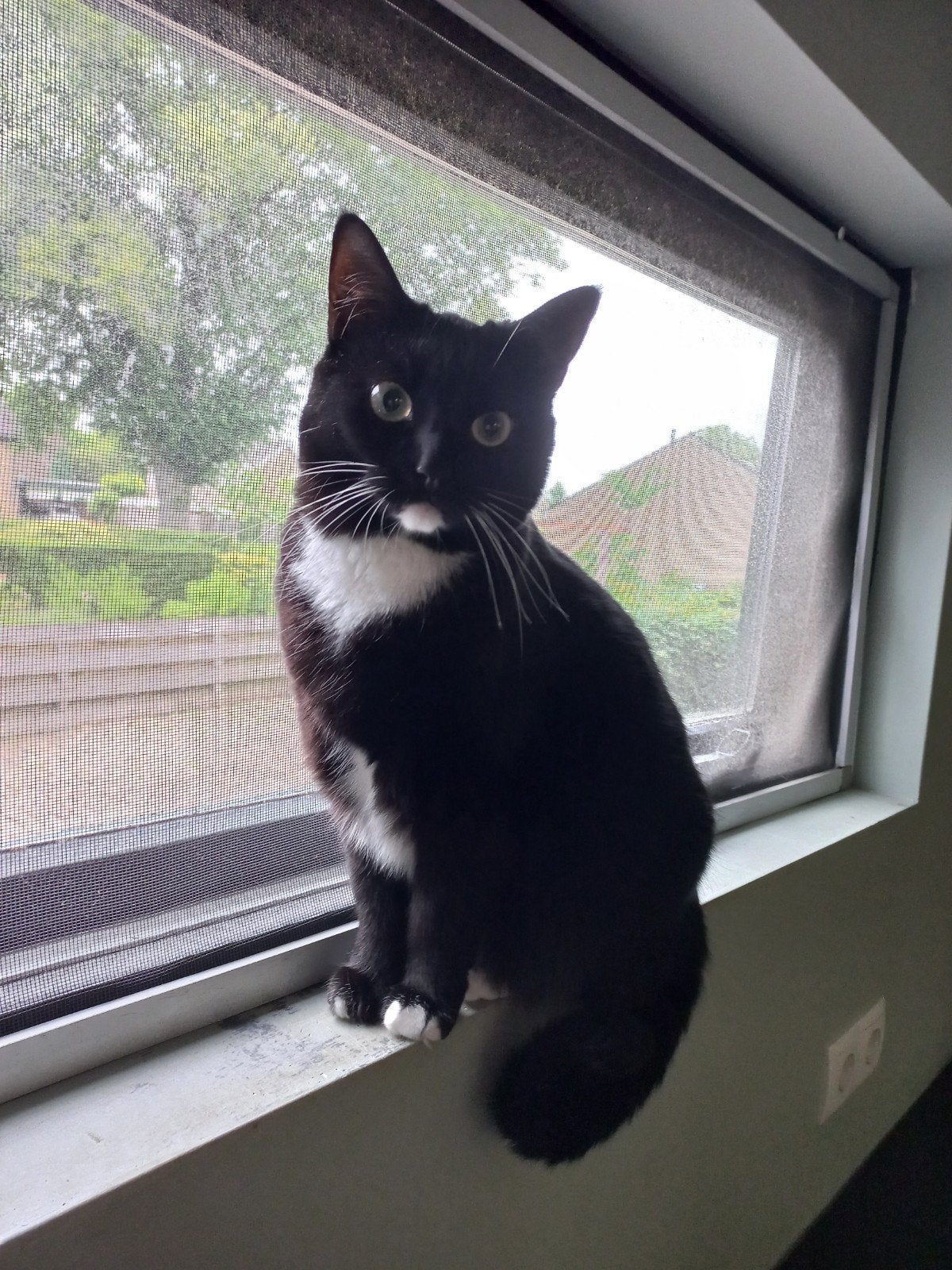 Nieuw huis gezocht voor Guusje, Dieren en Toebehoren, Katten en Kittens | Overige Katten, Poes, Kortharig, 3 tot 5 jaar