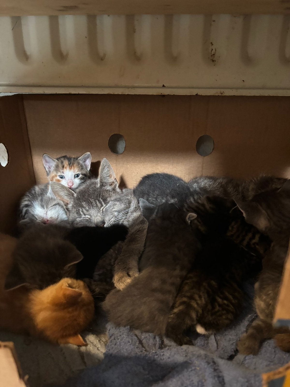 Boederij kittens, Meerdere dieren