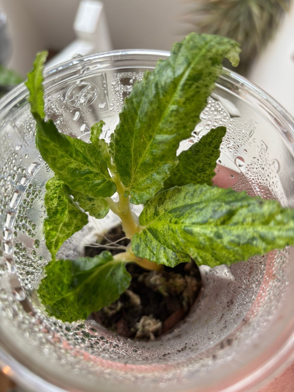 Terrariumplant Pellionia repens variegata, Ophalen of Verzenden, Halfschaduw, Minder dan 100 cm