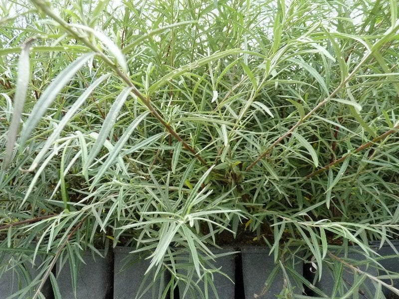 Salix rosmanifolia, Rozemarijn wilg, Paardvriendelijk, Ophalen of Verzenden, Overige soorten, Struik, 100 tot 250 cm