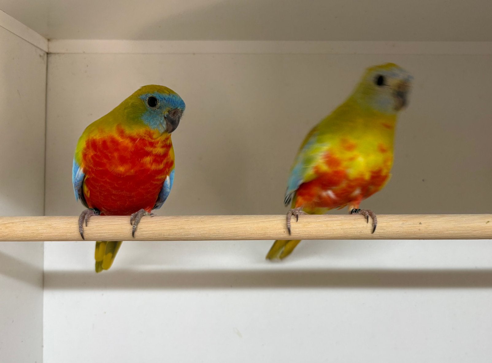 Te koop gele roodbuik turqoisine, Dieren en Toebehoren, Meerdere dieren, Parkiet, Geringd