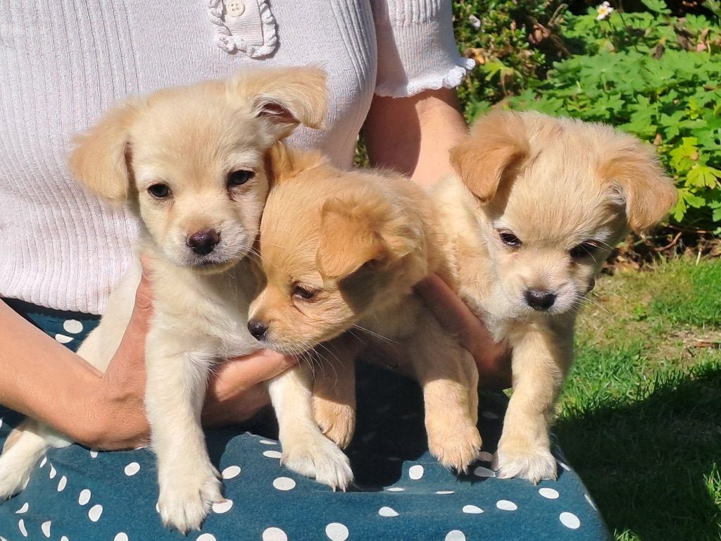 Mooi gekleurde, lieve en vriendelijke Chihuahua pups, Parvo, 8 tot 15 weken, Meerdere, Meerdere dieren