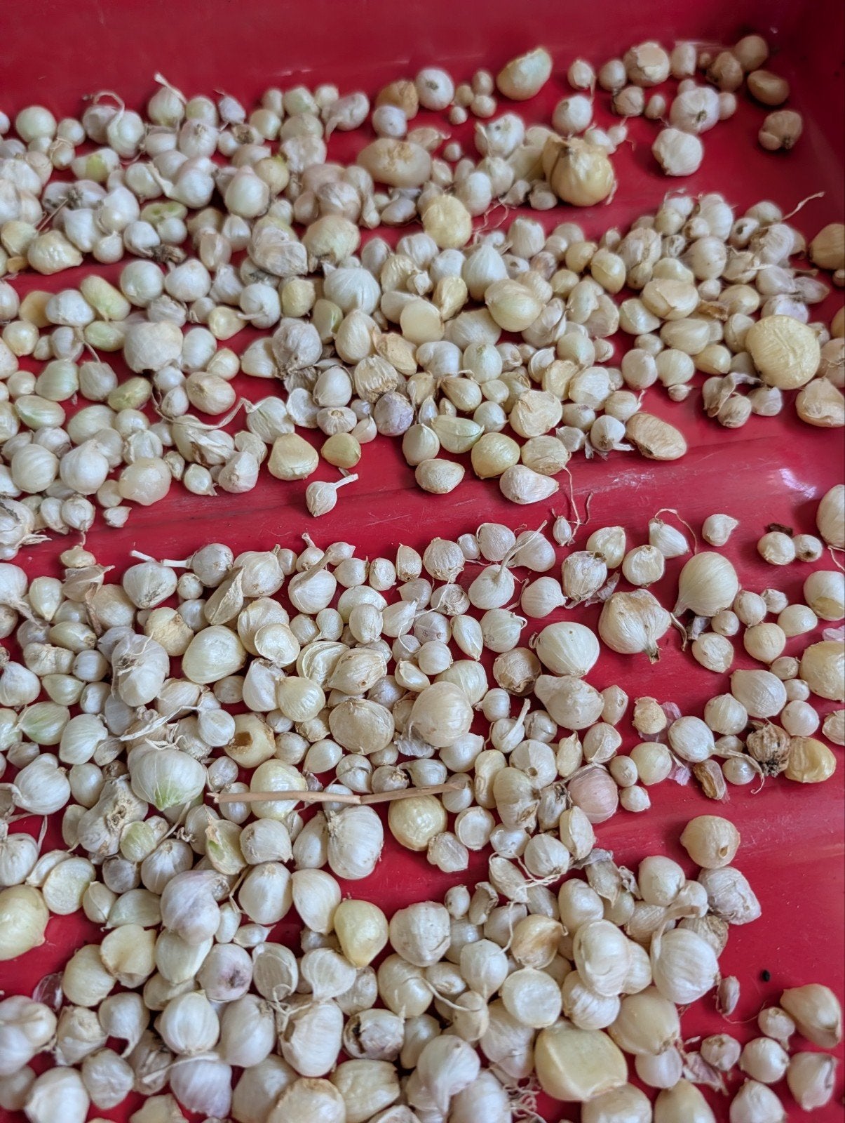 Oerprei per 15 bolletjes, Ophalen of Verzenden