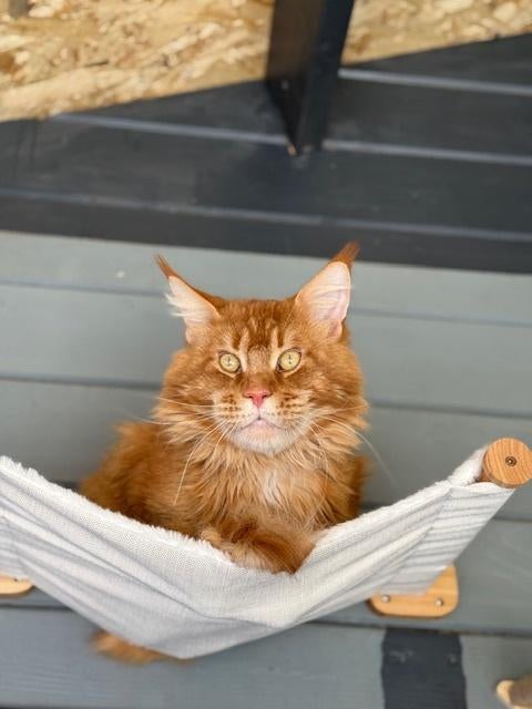 Dekkater Maine Coon XXL, stamboom uit Rus. kampioenslijnen, 6 jaar of ouder