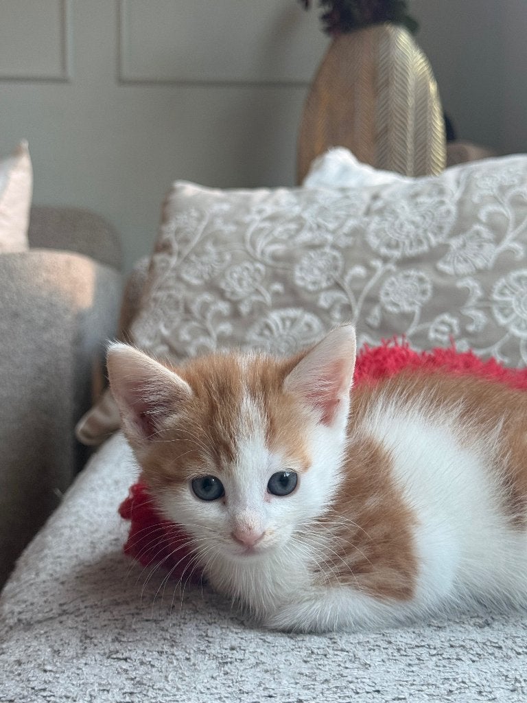 3 schattige kittens  €50 per kitten, Dieren en Toebehoren, Meerdere dieren, 0 tot 2 jaar