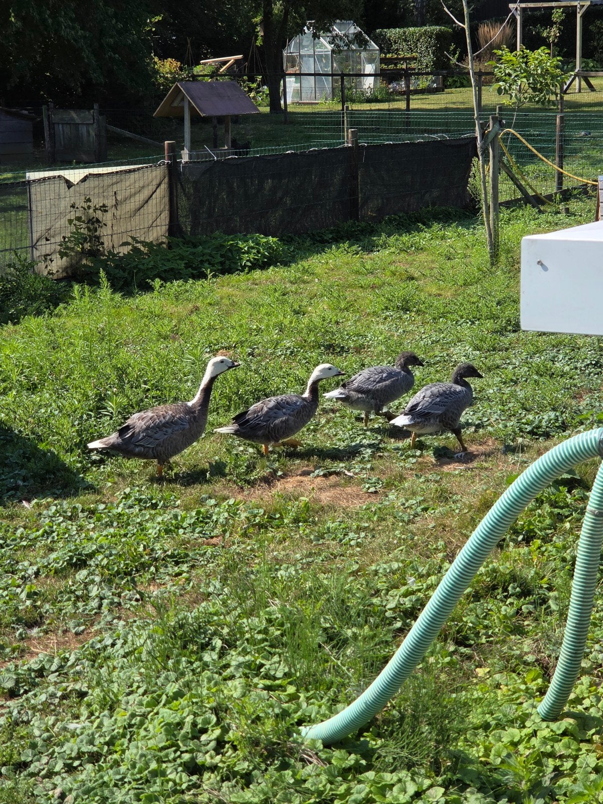 Keizerganzen, Geslacht onbekend, Gans of Zwaan
