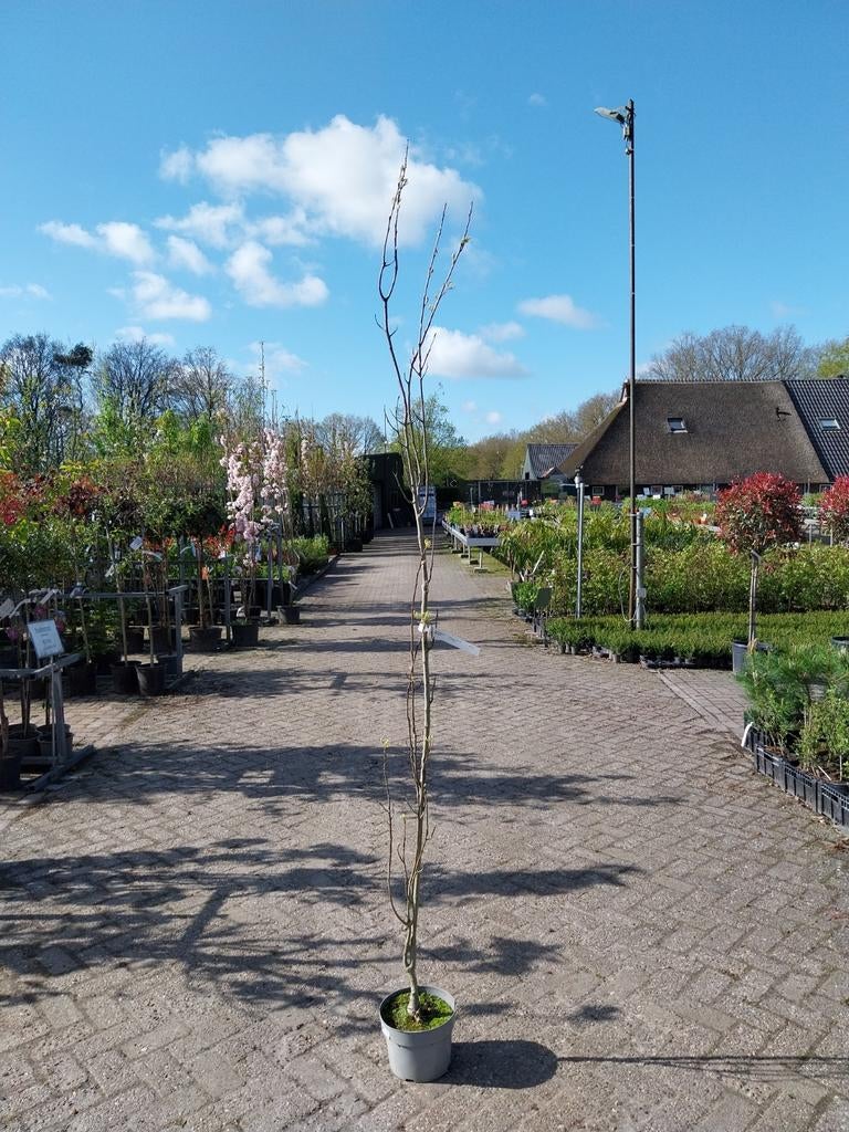 Zuilvormige Moeraseik (Quercus Green Pillar), Tuin en Terras, Planten | Bomen, Bloeit niet, 250 tot 400 cm, Zuilboom, Ophalen