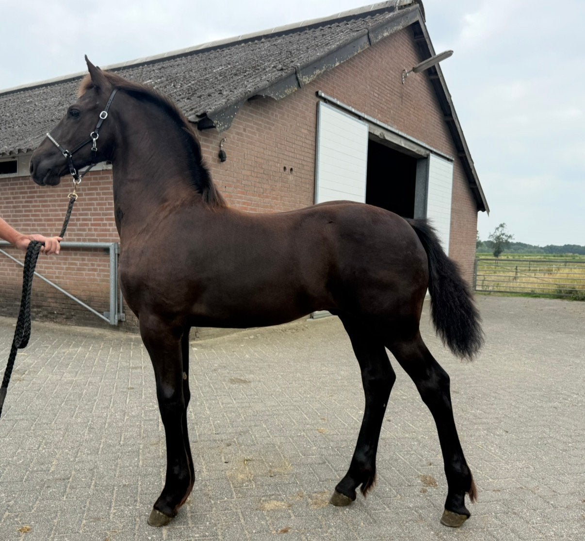 Top fries hengstveulen vol papier predikaatrijke moederlijn, Dieren en Toebehoren, Paarden, Hengst, Niet van toepassing, Minder dan 160 cm