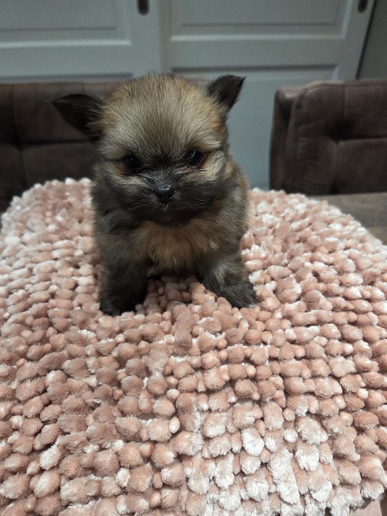 Pomchi, Dieren en Toebehoren, Honden | Chihuahua's en Gezelschapshonden, Parvo, 8 tot 15 weken, Meerdere, Nederland
