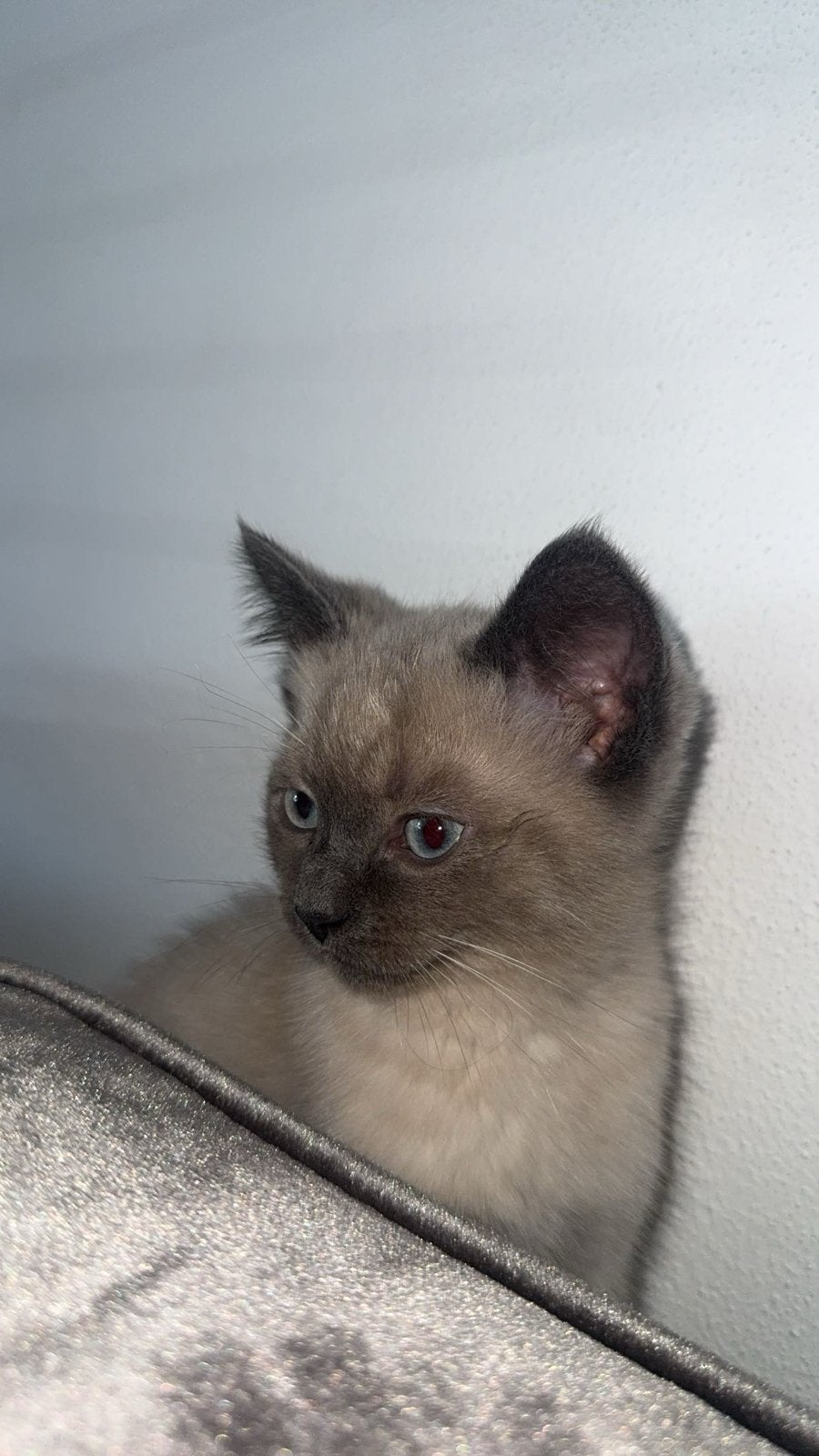 Britse korthaar kitten, Dieren en Toebehoren, Poes